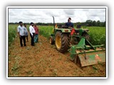 FLD ICM in paddy- green manure crop incorporation (2)